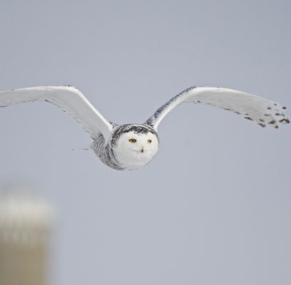 How To Photograph Snowy Owls