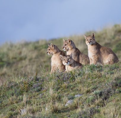 Pumas of Patagonia