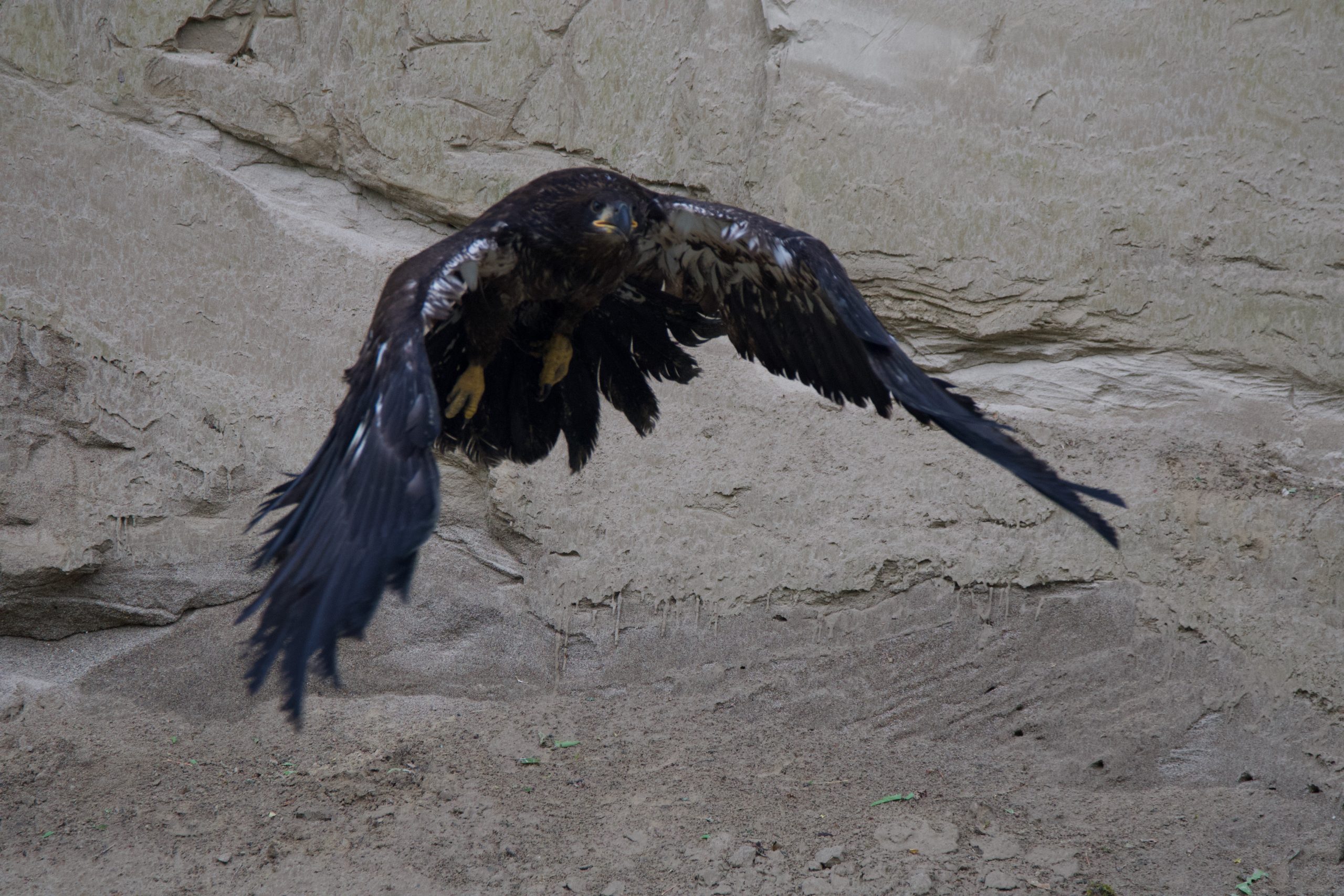 Concern For Bald Eagle Fledgling