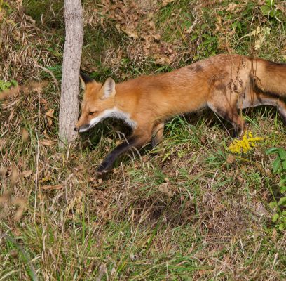 Red Fox Encounters