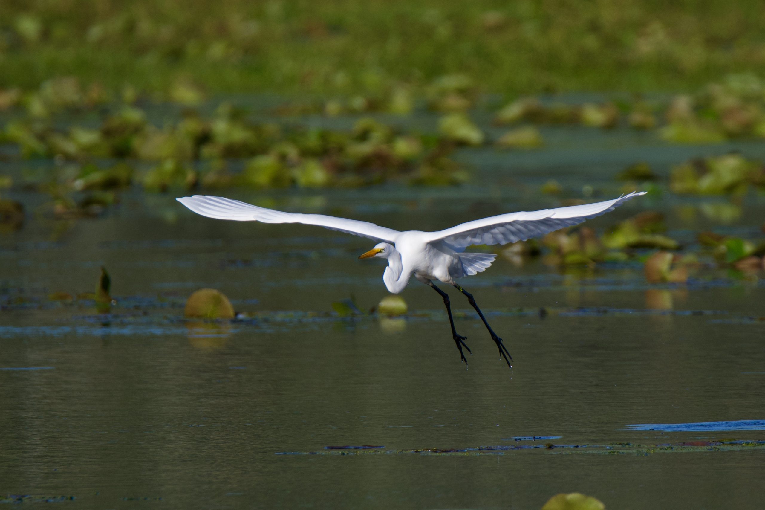 Great Egrets Offer Photographic Experiences