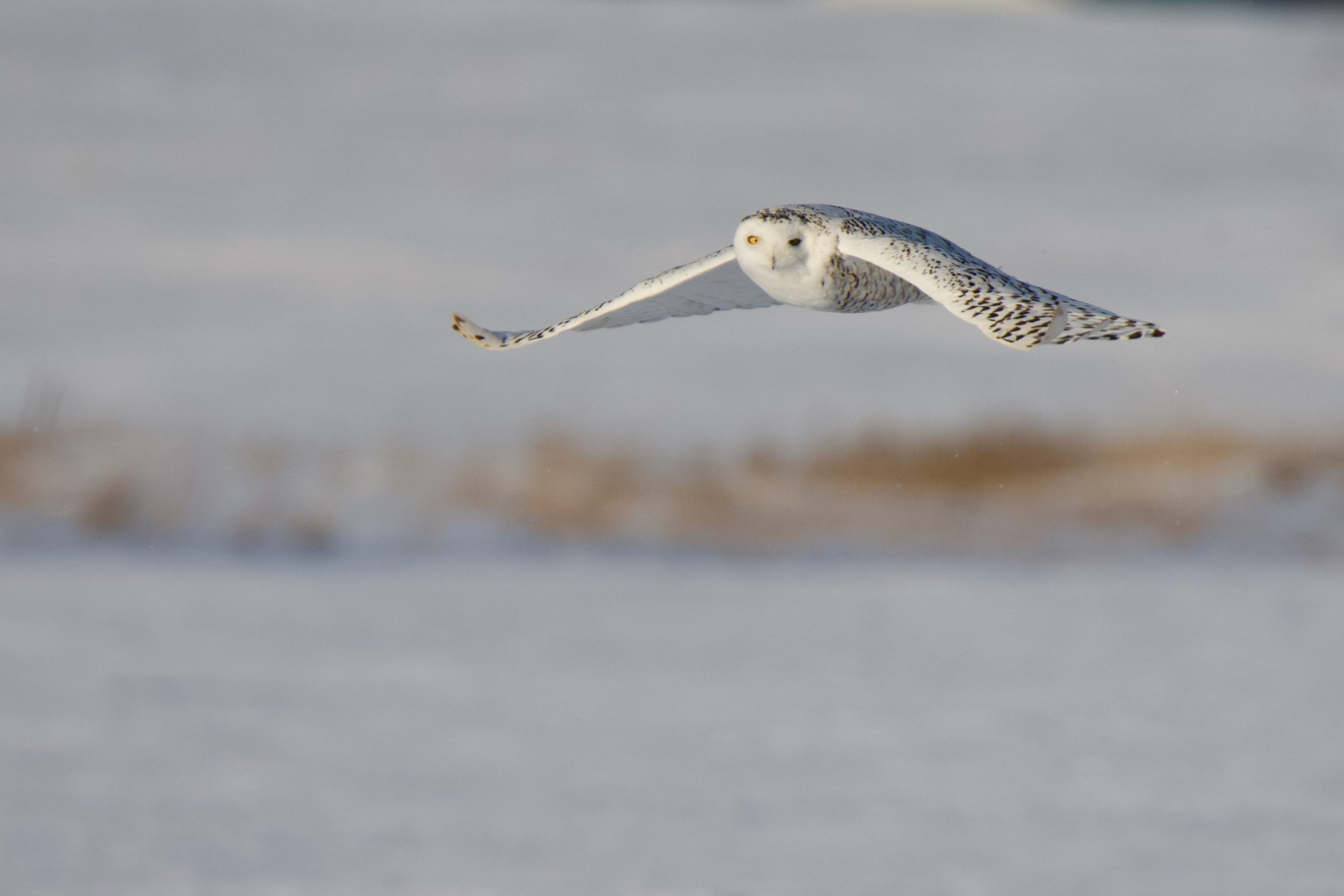 Snowy Owls’ Behaviour