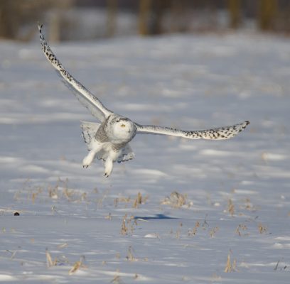 Snowy Owls and Human Encounters