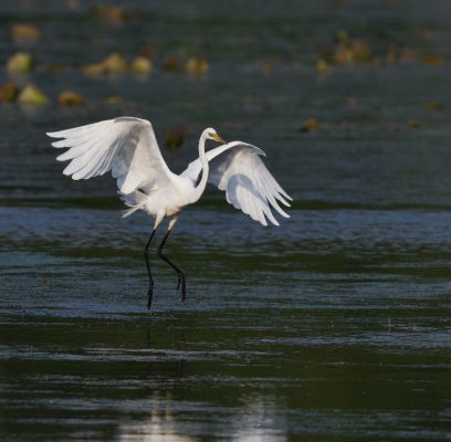 Great Egrets Make Great Photo Ops