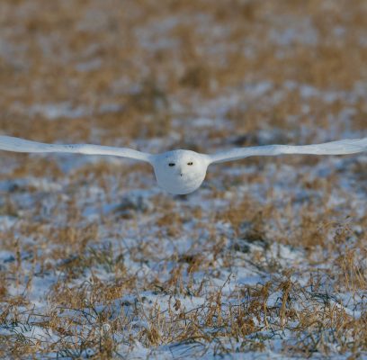 Close Encounters of the Snowy Owl Kind