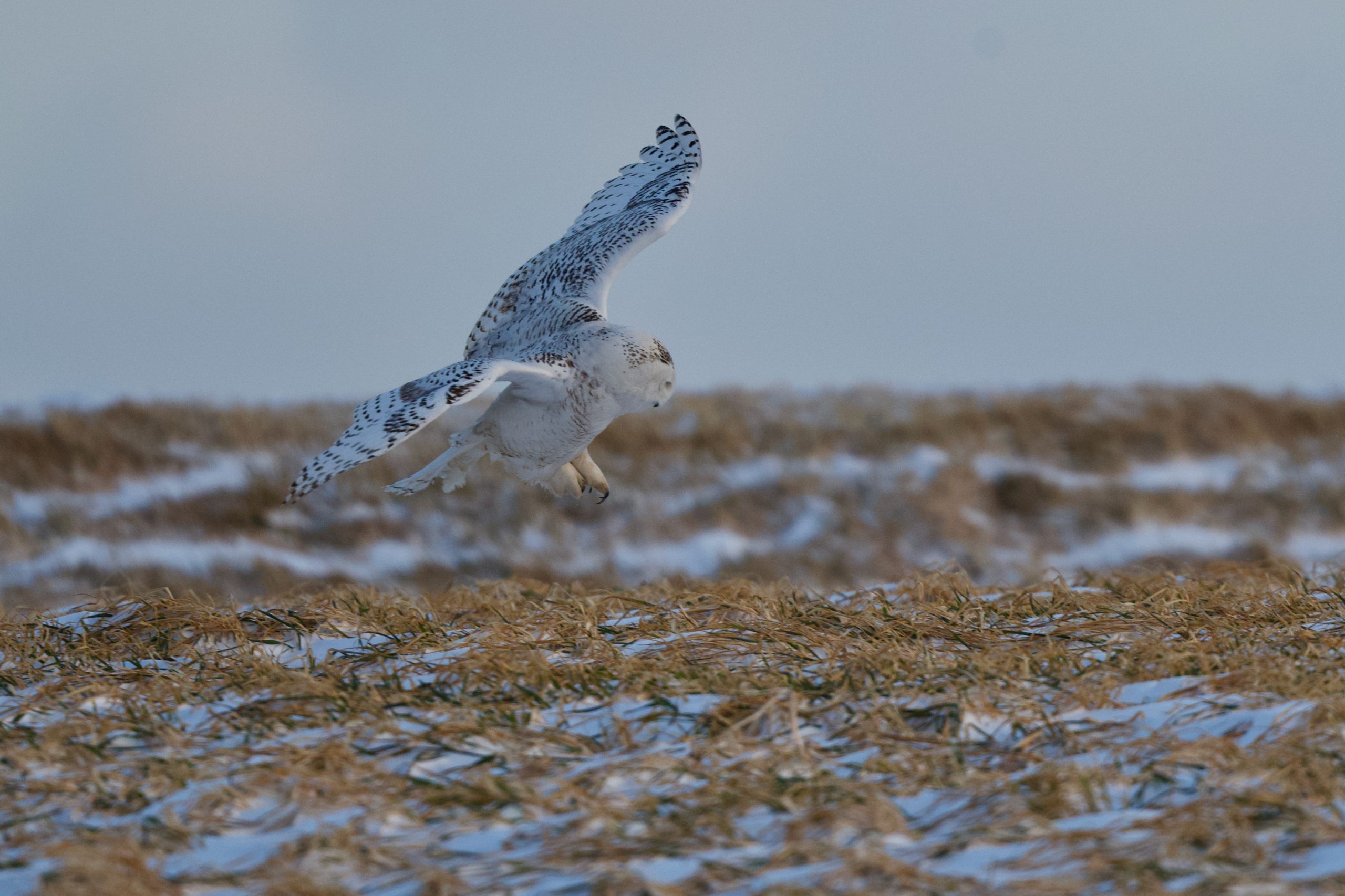 Snowy Owls Are Still in Southern Ontario