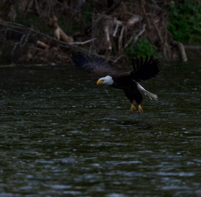 A Bald Eagle Fishing Success