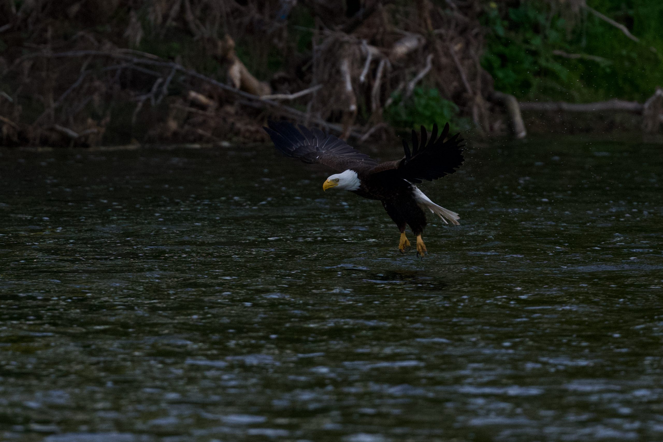 A Bald Eagle Fishing Success