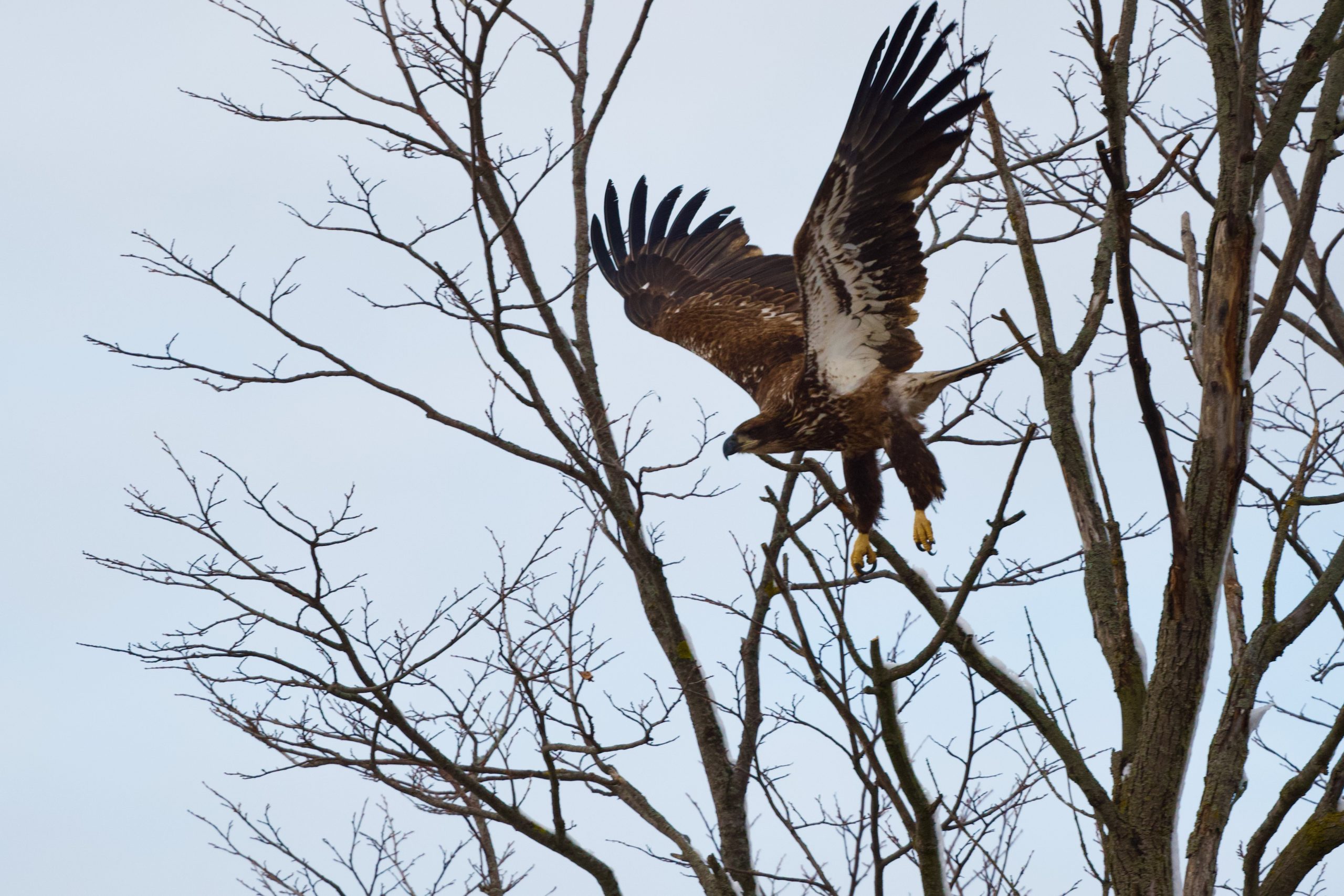 Majesty of the Bald Eagle