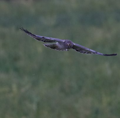 Success With Northern Harrier