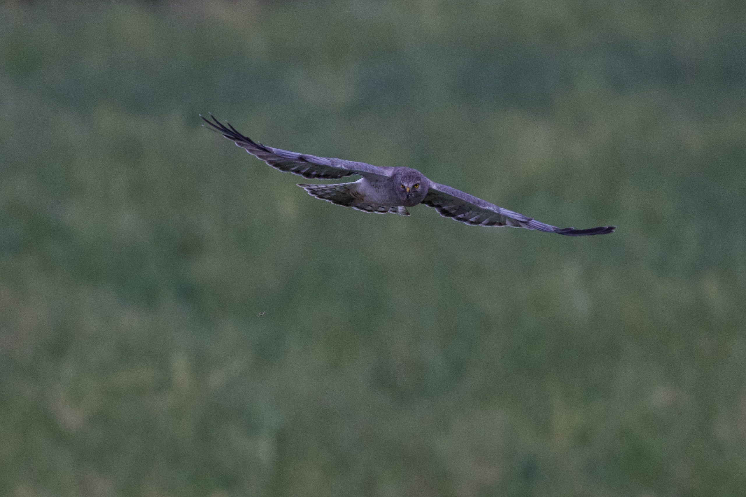 Success With Northern Harrier