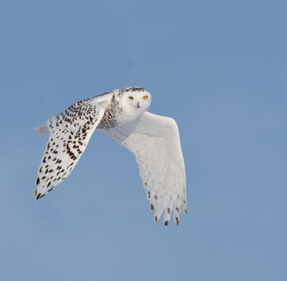Snowy Owl ‘Recon Mission’