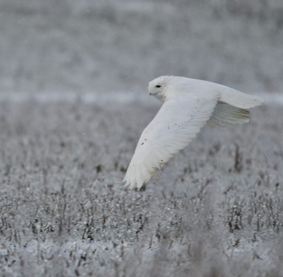 Snowy Owl Endures Varied Winter Conditions