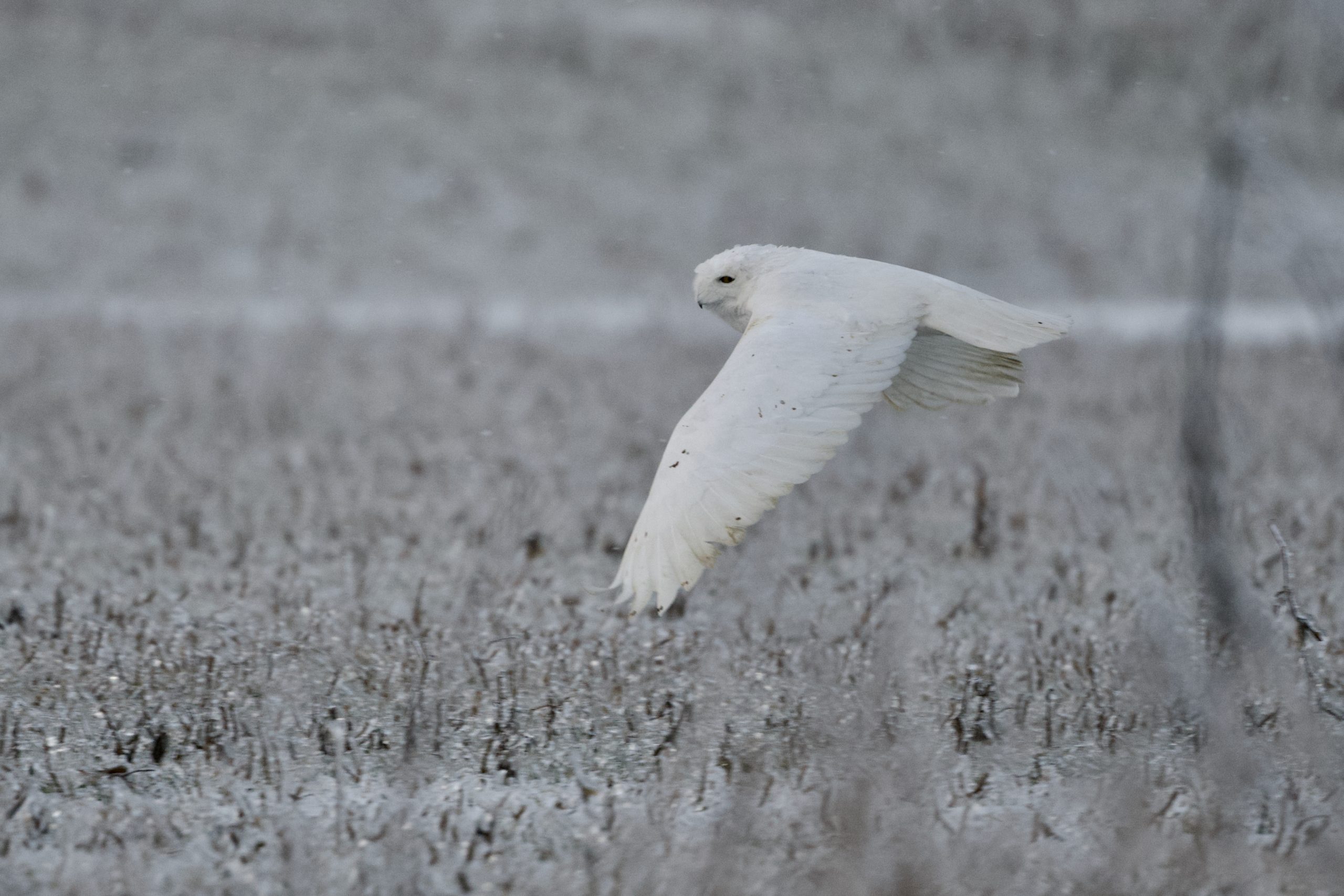 Snowy Owl Endures Varied Winter Conditions