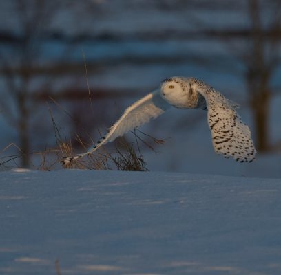 Elements Combine For Snowy Owl Delight