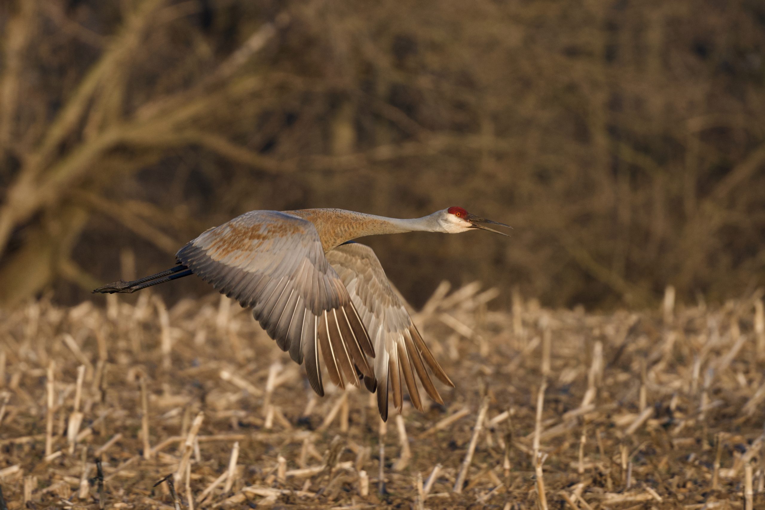 Sandhill Cranes Return to Southern Ontario
