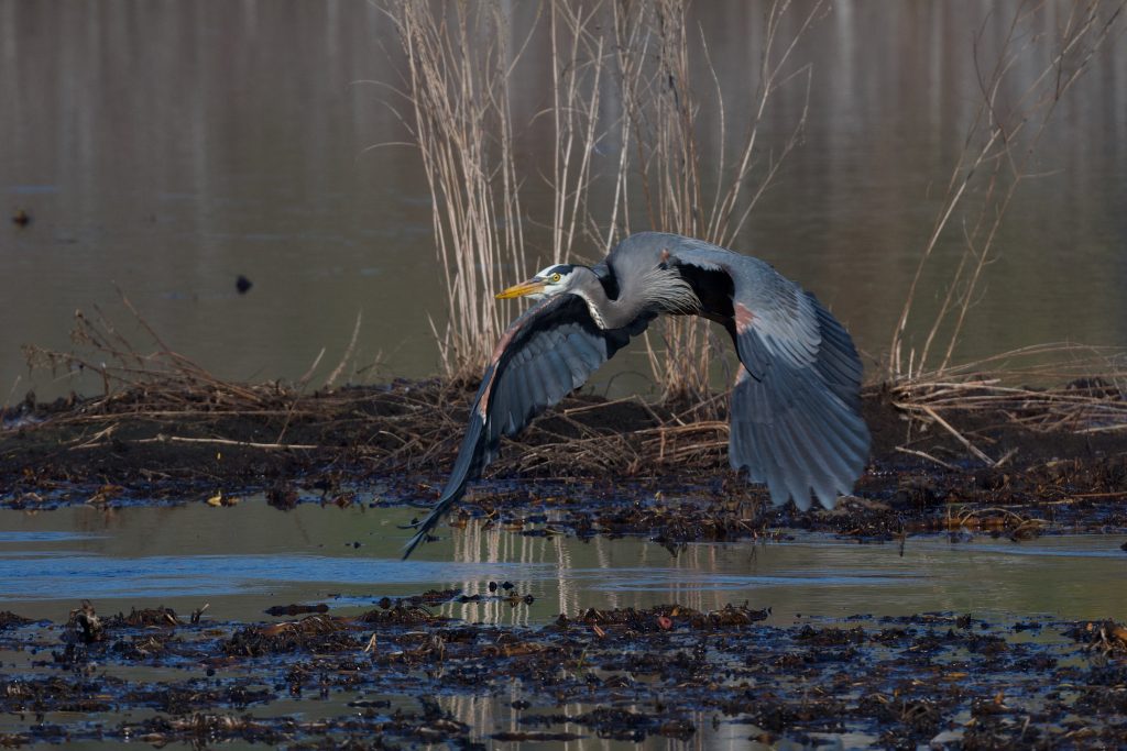 Blue Herons Are Violent Predators Paul Gains Photography   DSC 6119 1 1024x683 