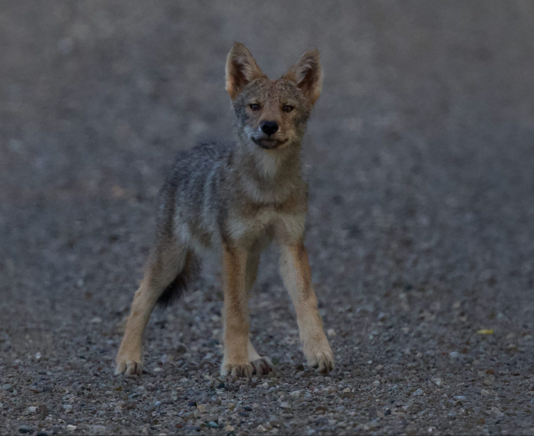 Coyote.cute