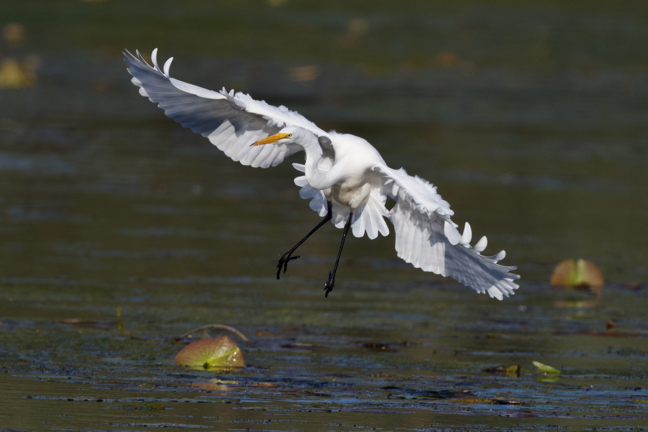 Great Egrets Offer A Great Experience!