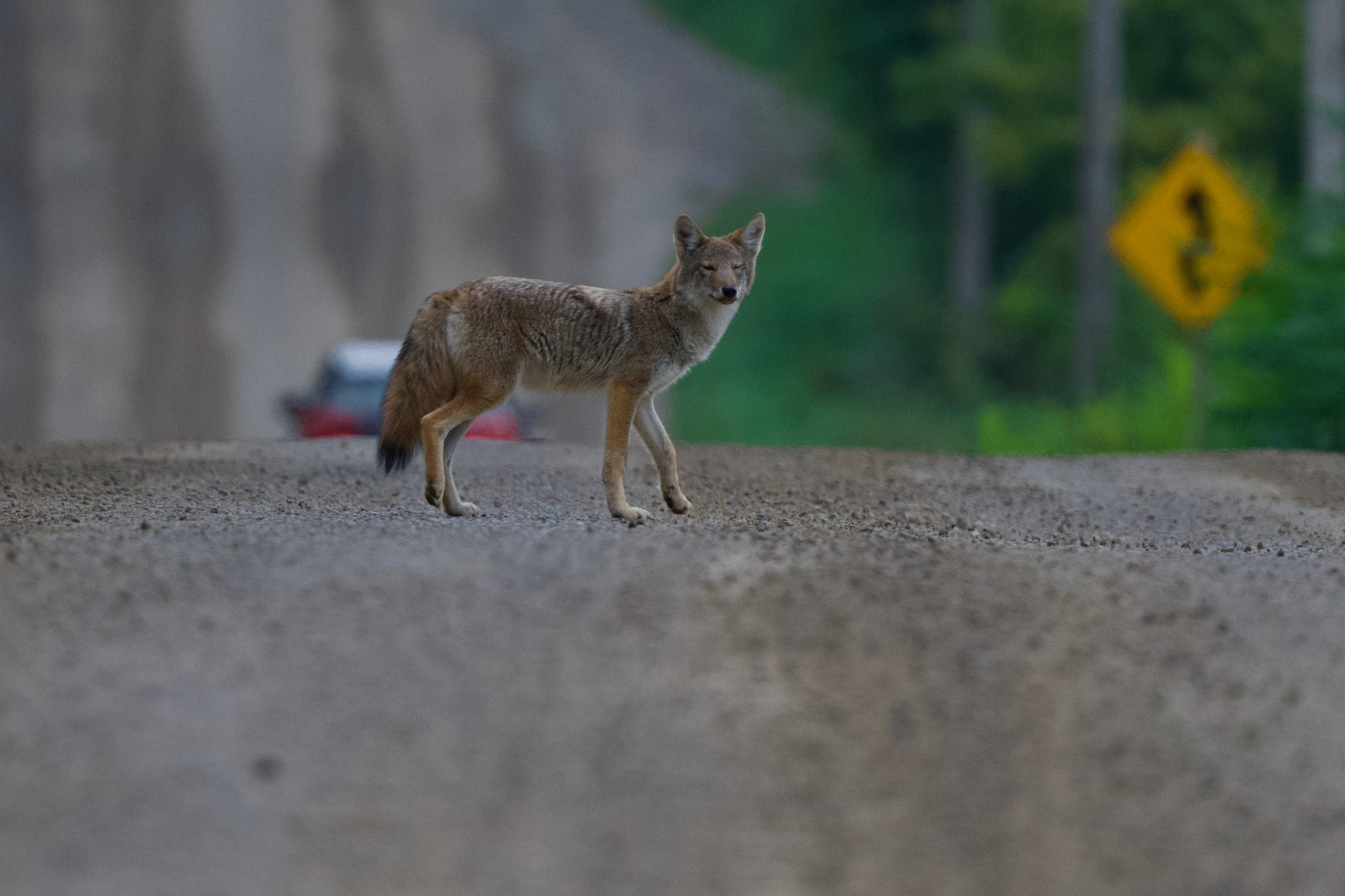 Coyote Pup Survives!