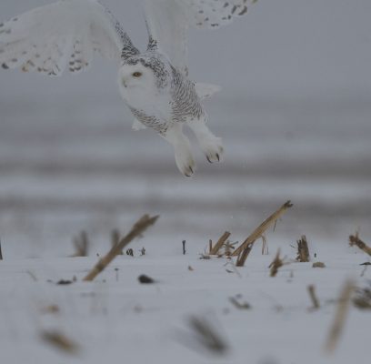 A Snowy Owl – At Last!
