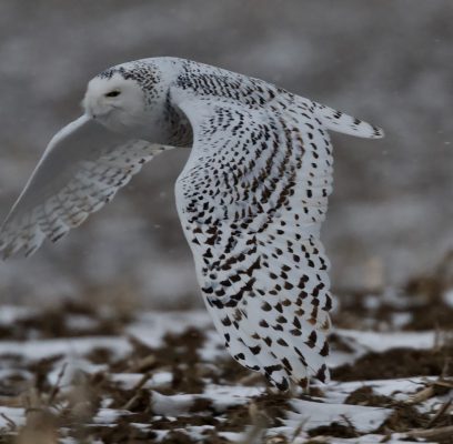 Special Encounter with A Snowy Owl