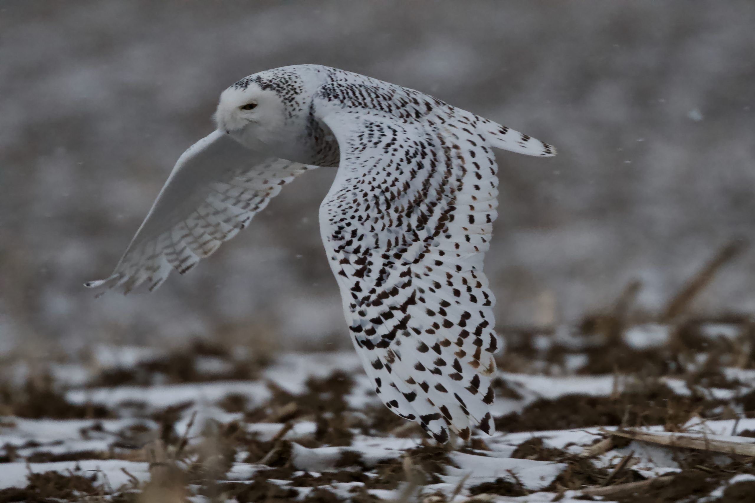 Special Encounter with A Snowy Owl