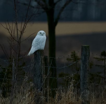 Have The Snowy Owls Gone?