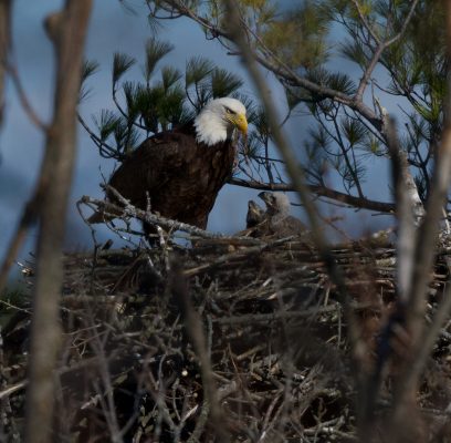 Bald Eagles Caring for Chicks