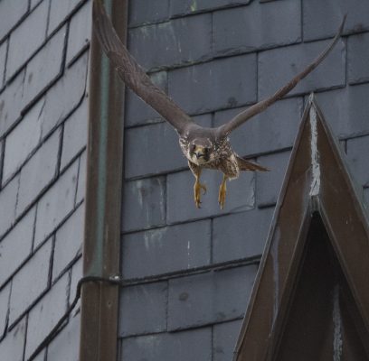 A Third Peregrine Falcon?