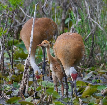 Sandhill Crane Youngster