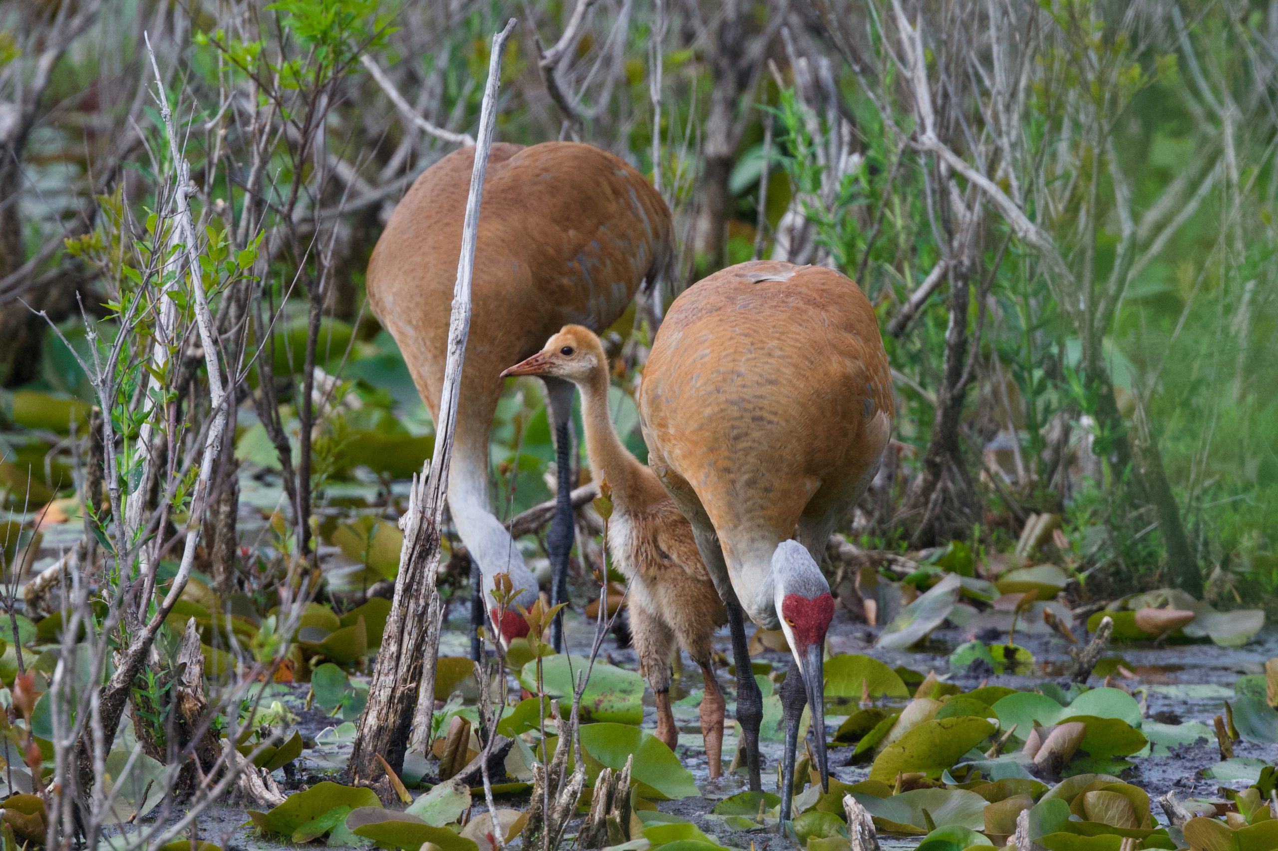 Sandhill Crane Youngster