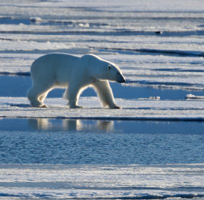 Polar Adventures at 78° North