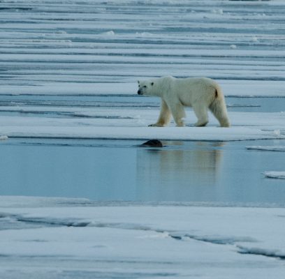 Arctic Wildlife Encounters