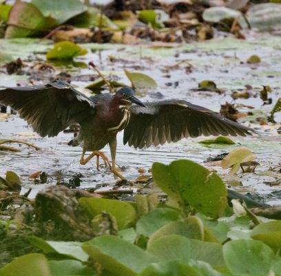 Wildlife Surrounds Us