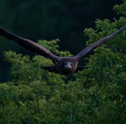 Young Bald Eagle Finding Its Wings