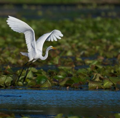 Egrets On the Pond