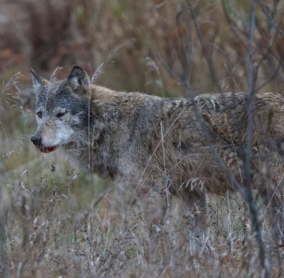 A Huge Wolf in Northern Ontario