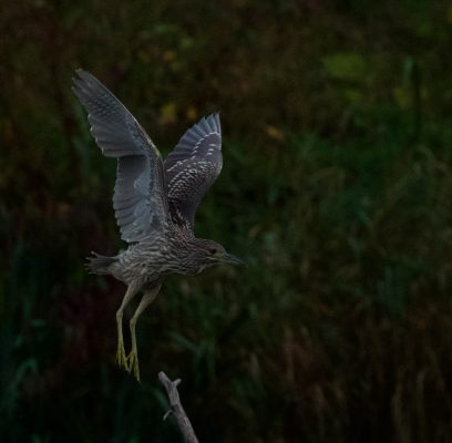 Night Herons on a Local Pond