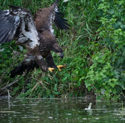 A Look Back on 2024 Wildlife Encounters