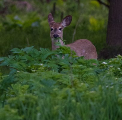 Meet the Neighbours!