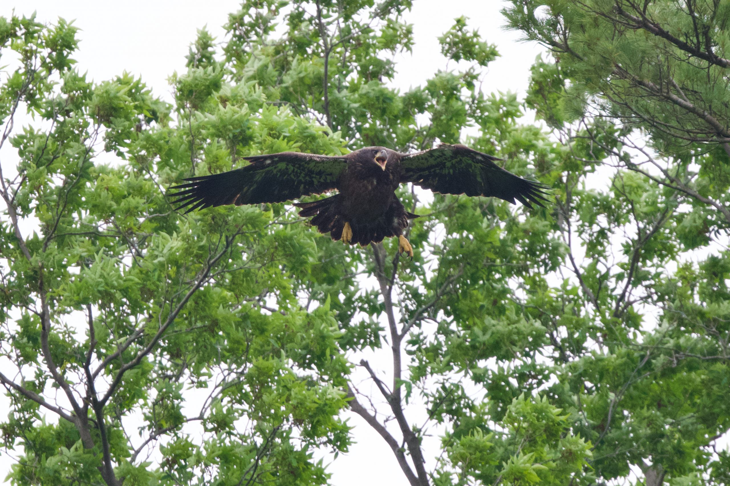 Bald Eagle Action