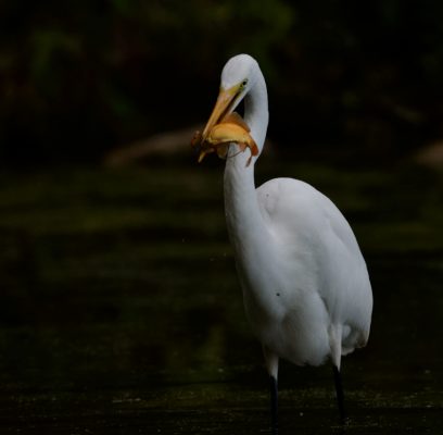 Seven Egrets Gather At Pond