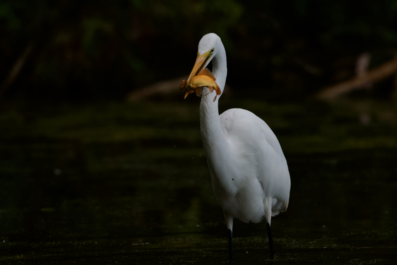 Seven Egrets Gather At Pond