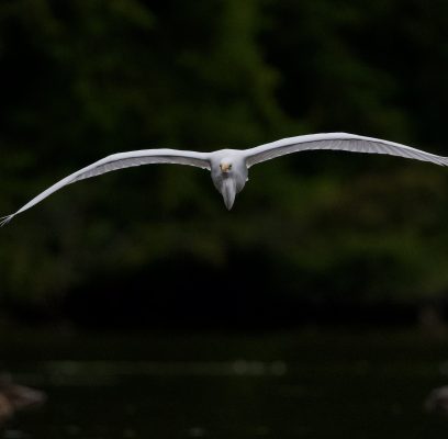 Great Egret Finds Good Fishing