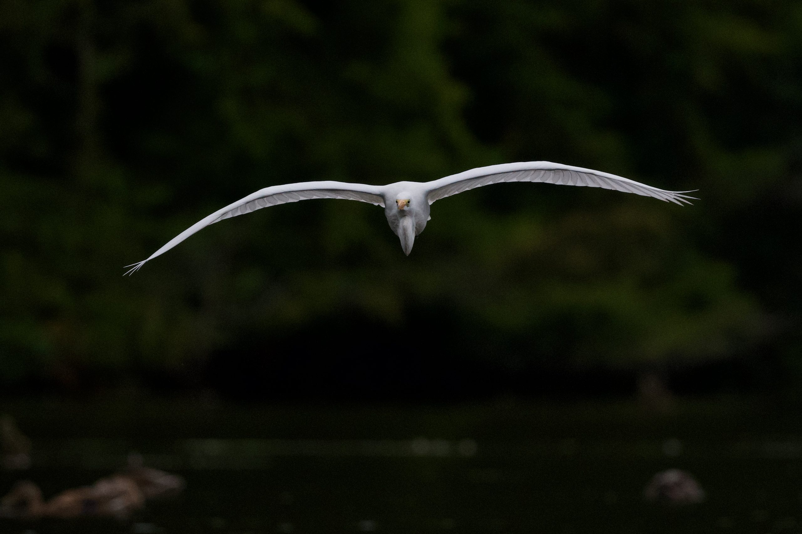 Great Egret Finds Good Fishing