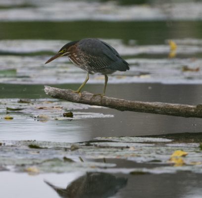Herons At The Water’s Edge