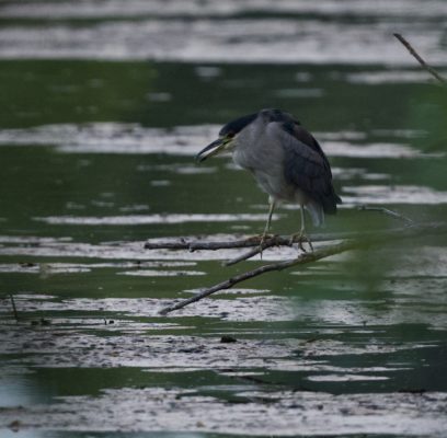 Egrets and Herons Abundant on Pond
