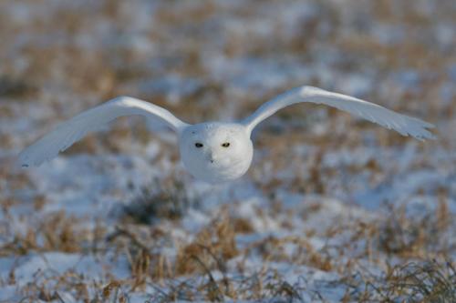 An adult male snowy owl flying towards me, January 2022