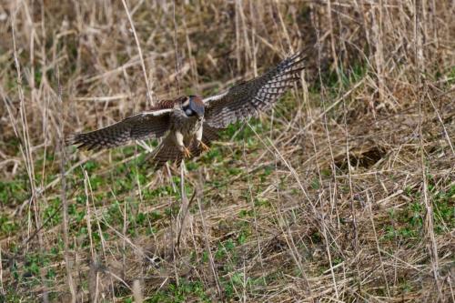 American Kestrel hunting near Paris, Ontario